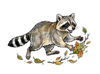 Raccoon walking through autumn leaves, isolated on white background, suitable for clipart, t-shirt design, and educational materials.