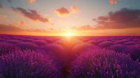 Vibrant purple lavender field stretching to horizon at sunset with dramatic orange sky and sun rays creating magical atmosphere for nature and travel photography.
