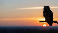 Silhouette of owl perched on branch against dramatic sunset sky with warm orange and pink colors creating peaceful wildlife scene for nature photography.