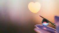 Water droplet on purple petal with heart-shaped bokeh light creating romantic dreamy atmosphere for wellness spa meditation concepts.