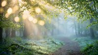 Enchanted forest path with golden sunlight filtering through green foliage creating magical bokeh effects and dreamy atmosphere for nature backgrounds.