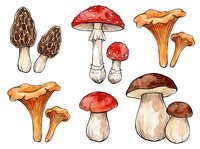 Isolated mushroom varieties including morels, fly agaric, chanterelles and porcini in watercolor style. Suitable for culinary designs, educational materials and food packaging.