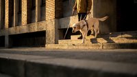 Golden retriever dog walking on concrete steps near brick building during warm sunset lighting creating dramatic shadows and architectural contrast.
