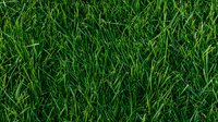 Fresh green grass lawn background with dense natural turf texture, suitable for landscaping, gardening, and environmental designs. Photographed from above.