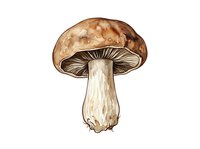 Brown mushroom with cream stem isolated on white background, suitable for culinary, botanical, and educational design projects.