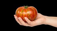 Ripe red tomato held in open palm of hand isolated on transparent background, ready for design use on t-shirts, clipart, stickers, and print-on-demand products.