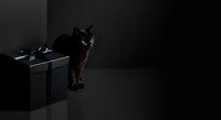 Black cat standing near desk with computer keyboard in dark studio setting, suitable for technology, pet, and moody atmosphere projects.