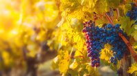 Ripe purple grapes hanging on vine with golden sunlight illuminating autumn vineyard leaves, showcasing harvest season in wine country.