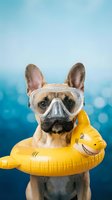 Fawn French Bulldog wearing diving goggles and holding yellow shark-shaped pool float against blue gradient background. Humorous pet portrait for summer, vacation, and leisure concepts.