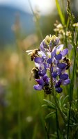 Honeybees pollinating purple lupine flowers in meadow with soft blurred background, ideal for nature, agriculture, and environmental conservation themes.