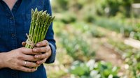 Farmer holding fresh green asparagus bunch in hands at vegetable garden, organic produce harvesting and sustainable agriculture concept for farming and food industry.