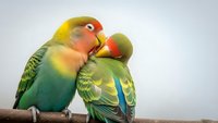 Two colorful lovebirds showing affection on wooden perch against white background, tropical parrots displaying bonding behavior for pet and wildlife themes.