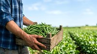 Farmer holding wooden crate of fresh green beans in agricultural field during harvest season for farming and food production concepts.