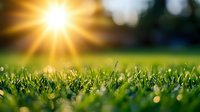 Fresh green grass blades in sunlight with natural lens flare and bokeh effect, close-up view of lawn at sunrise creating magical morning atmosphere.