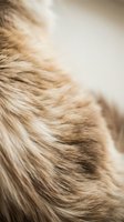 Close-up of soft, fluffy fur texture with warm beige and brown tones, ideal for pet care, grooming, and animal-related design projects.
