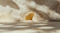 Yellow ginkgo leaf on beige surface with dramatic shadow play and natural sunlight creating minimalist autumn composition. Suitable for wellness and spa design.