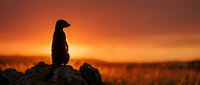 Meerkat standing alert on a rock at dramatic sunset, silhouetted against a vivid orange and red sky in African savanna.