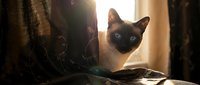 Siamese cat with dark points and blue eyes peering through window curtains with warm sunlight streaming through, creating atmospheric indoor pet portrait.