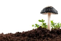 Black mushroom with white stem growing in rich soil with small green plants, isolated on white background for nature and botanical design projects.