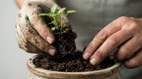Gardener hands planting seedling in soil-filled pot, showing roots and green leaves. Suitable for gardening, agriculture, sustainability, and environmental education content.