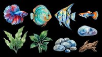 Colorful betta fish, tropical aquarium fish, and aquatic plants isolated on transparent background. Ready for t-shirt designs, clipart, stickers, print-on-demand products, and sublimation projects.