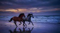 Two wild horses galloping along ocean beach at dramatic purple sunset with waves and reflections on wet sand creating romantic equestrian seascape scene.