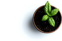 Fresh basil plant growing in terracotta pot with rich black soil, viewed from above on white background. Minimalist garden and cooking concept.