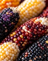 Colorful ornamental Indian corn varieties showing vibrant purple, red, yellow and white kernels in macro close-up, highlighting natural patterns and textures of autumn harvest.