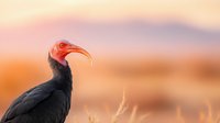 Southern bald ibis with distinctive red face and curved beak against blurred golden savanna background at sunset, showcasing wildlife in natural habitat.