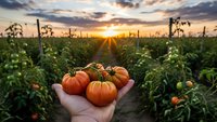 Fresh ripe tomatoes held in hands at organic farm during golden hour sunset. Agricultural harvest concept for healthy eating and sustainable farming.