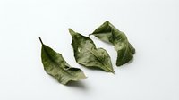 Dried green leaves isolated on white background, suitable for botanical designs, herbal packaging, tea labels, and natural product branding materials.