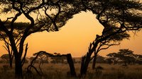 African savanna landscape at golden hour with acacia trees silhouetted against warm orange sunset sky creating dramatic wilderness scenery for travel and nature themes.
