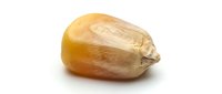 Single corn kernel isolated on white background for agricultural and food industry designs.