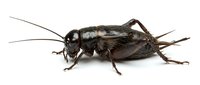 Dark brown cricket with long antennae isolated on white background, suitable for educational materials, pest control websites, and nature documentation projects.