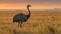 Large emu bird standing in golden grassland during sunset with warm orange sky creating peaceful Australian outback wildlife scene for nature photography.
