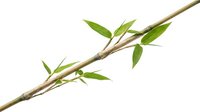 Fresh green bamboo branch with young leaves isolated on white background for natural design projects and eco-friendly concepts.