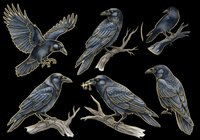 Crow bird collection isolated on transparent background, featuring six detailed dark blue and black birds in various poses perched on branches. Ready for t-shirt design, clipart, stickers, sublimation and print-on-demand projects.
