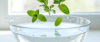 Fresh mint leaves floating in clear water bowl on white surface near bright window for natural herbal aromatherapy and wellness concepts.