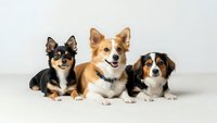 Three adorable puppies sitting together on white background. Mixed breed dogs with different coat colors and markings isolated for pet care designs.