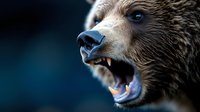 Fierce brown bear roaring with open mouth showing teeth and fangs in aggressive pose against dark blue background for wildlife photography.
