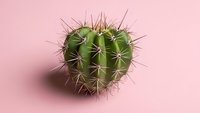 Small green barrel cactus with sharp spines on soft pink background, minimalist desert plant photography for home decor and botanical design projects.