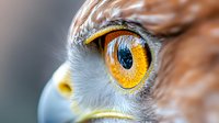 Close-up macro shot of owl eye with striking golden yellow iris and detailed feather patterns. Wildlife photography showcasing raptor bird anatomy and natural beauty.