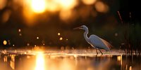 White egret wading in calm water at golden sunset, silhouetted against glowing bokeh background with reflections creating peaceful nature atmosphere.