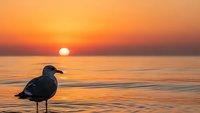 Seagull silhouette standing in shallow water during golden sunset over calm ocean with warm orange and yellow sky reflecting on water surface.