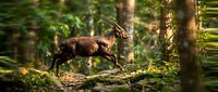 Majestic deer with antlers leaping gracefully over fallen log in lush green forest. Wildlife photography capturing natural movement and forest habitat.