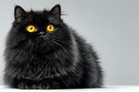 Fluffy black Persian cat with bright yellow eyes sitting against gray background. Adorable long-haired feline portrait for pet care and animal lover content.