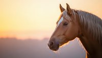 Majestic chestnut horse portrait at golden hour sunset with flowing mane against warm sky background for equestrian and nature photography projects.