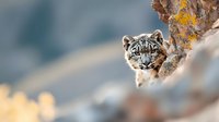 Snow leopard peering from behind rocky mountain ledge with intense blue eyes and spotted fur pattern against blurred natural background in winter setting.