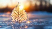 Delicate frozen leaf skeleton on icy surface catching golden sunlight at sunset, with natural bokeh background creating magical winter atmosphere.