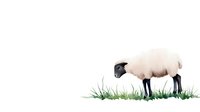 Young white sheep with black face and legs standing in green grass against light neutral background, minimalist watercolor style artwork.